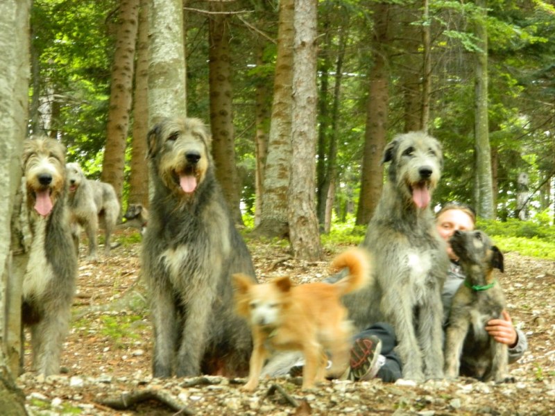 Italian wolfhound hot sale